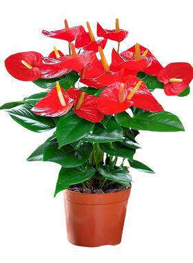 水培红掌盆栽带花大叶白四