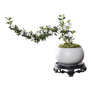 悬崖六月雪盆栽金边老桩弯枝造型中式禅意盆景客厅桌面好养绿植