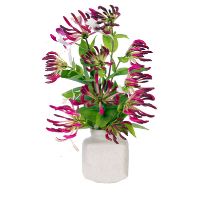 1.5米大苗京久红金银花爬藤植物