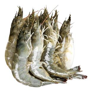 青岛大虾超大海虾鲜活冷冻白虾对虾速冻新鲜海捕大虾海鲜水产包邮