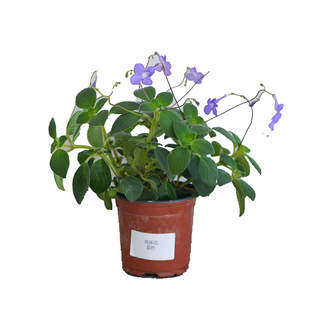 暖暖半岛 海豚花 蓝白精灵空中飞舞耐热耐阴可爱小巧盆栽