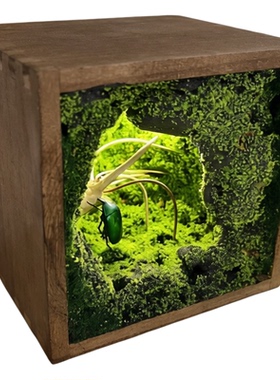 纯手工昆虫标本玄关桌面氛围灯