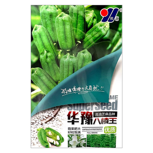 春季八棱王芝麻种子霸王鞭芝麻种子高产高油抗倒伏杂交芝麻种籽