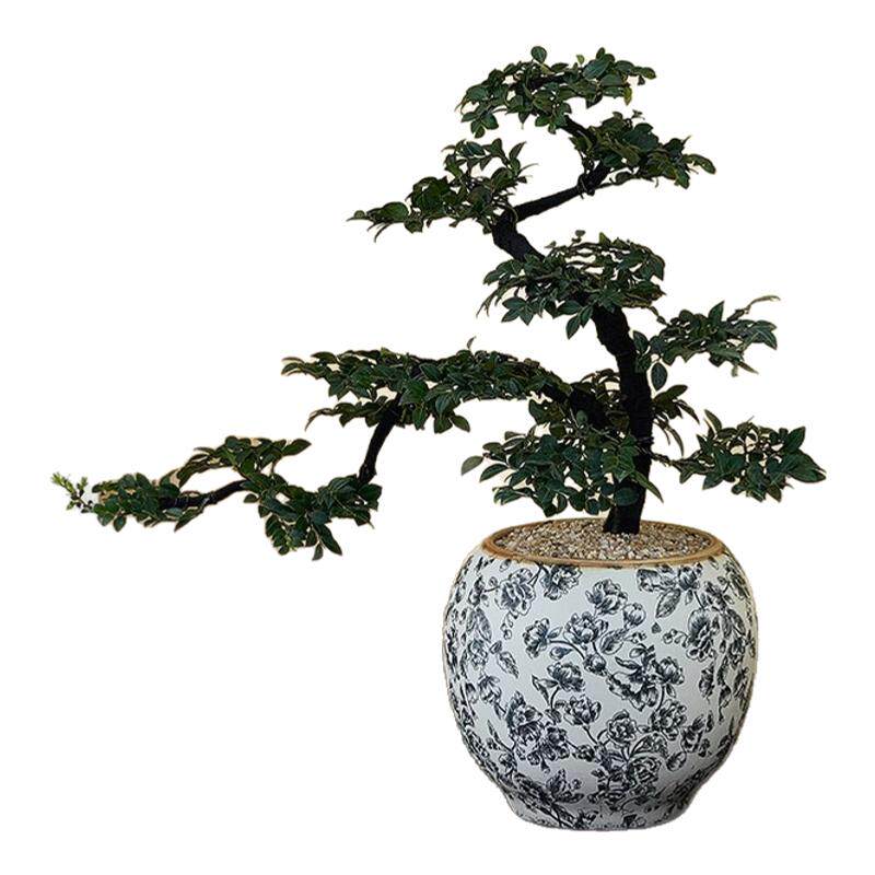 高端黑骨茶瓷小叶紫檀盆景植物盆栽茶桌室内客厅绿植四季好养送礼