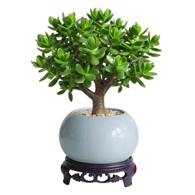 玉树盆栽老桩苗大叶绿植景