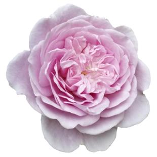 天狼月季蓝色阴雨攀援爬藤多季蓝紫色丰花勤花小型藤本月季