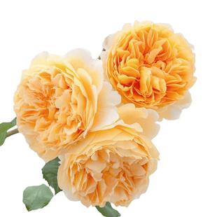 海蒂的花园玛格丽特王妃藤本月季花柱花架庭院爬藤花卉植物盆栽苗