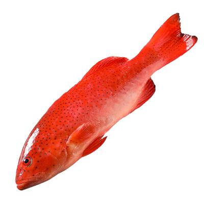 拾鲜生海南整条冷冻鱼类