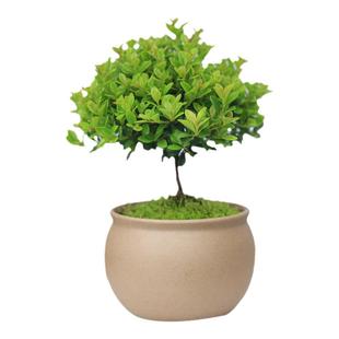 小叶赤楠老桩盆栽客厅桌面盆栽植物阳台四季好养室内植物绿植盆栽