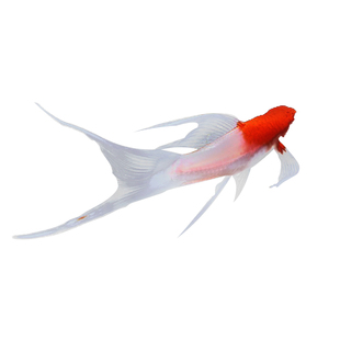 高帆红剑鱼双尾燕尾高鳍红箭鱼红白剑燕尾剑淡水观赏鱼小型鱼活体