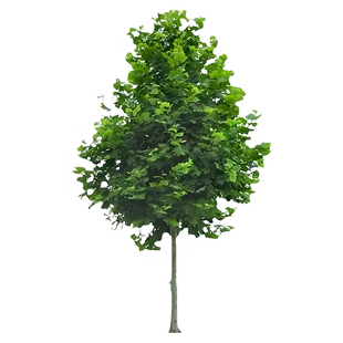 青桐树苗别墅院子风景树园林绿化苗木行道树庭院四季青铜树梧桐苗