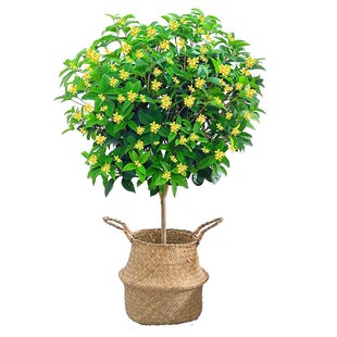 桂花树苗盆栽四季常青浓香型庭院地栽大树金桂花卉植物室内花绿植