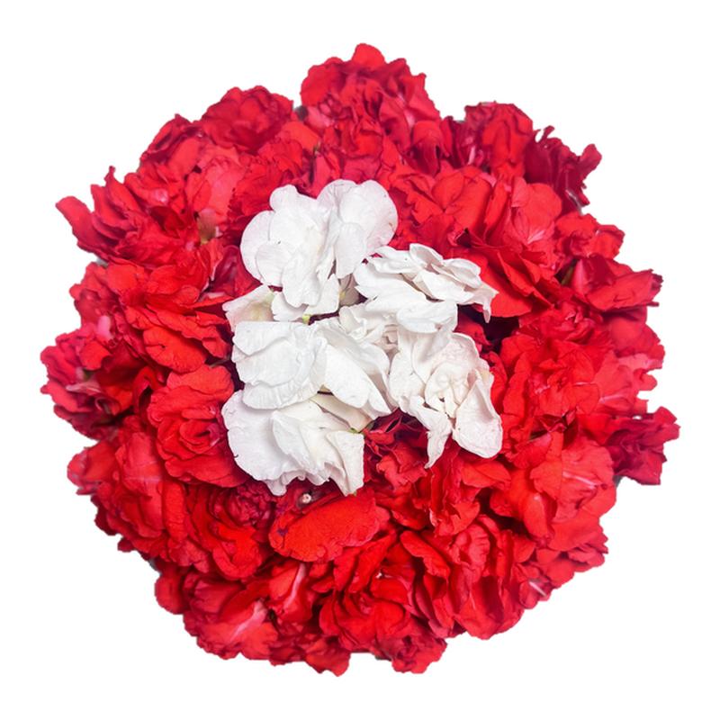 红白色凤仙花花瓣现摘新鲜