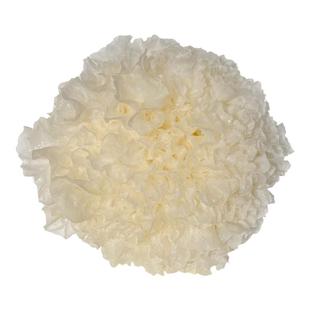 古泉古田生鲜银耳高山新鲜白木耳雪耳糯耳孕妇代餐6朵装顺丰冷链