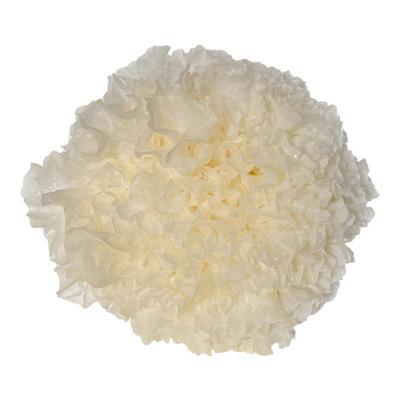 古田新鲜银耳糯耳雪耳10分钟出胶