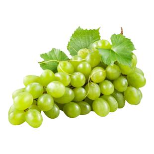 塔莎的花园巨峰葡萄苗果苗盆栽阳光玫瑰夏黑玫瑰香北南方种植圆叶