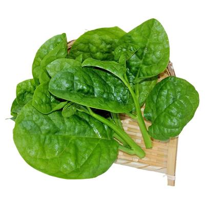 大叶木耳菜大叶肉厚清香嫩滑