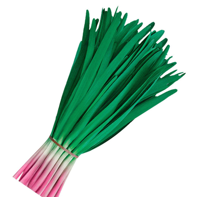 蔬菜紫根阳台庭院盆栽韭菜种子