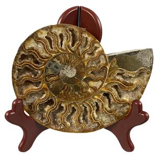 天然菊石原石菊螺化石摆件科普教学标本会所家居厅堂奇石观赏石