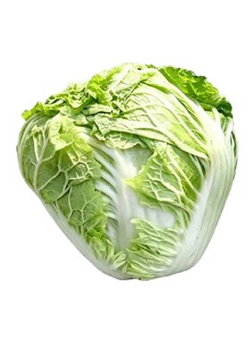 好吃小包头白菜种子小包心火锅菜