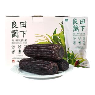 良田篱下东北甜糯黑玉米含花青素非转基因玉米囤货装低脂粗粮