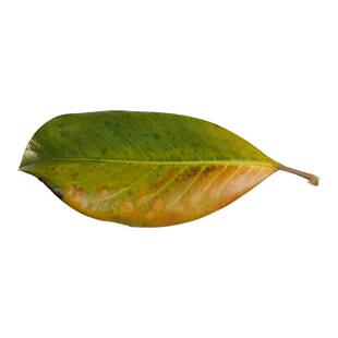 自然植物广玉兰干真叶落叶枯树叶标本幼儿园diy手工大叶摄影造景