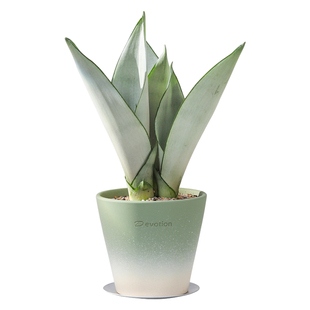 白玉虎皮兰盆栽室内客厅净化空气绿植花卉办公室桌面耐阴好养植物