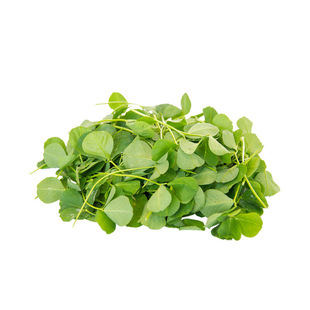 酒香草头 三叶菜 金花菜 苜蓿菜 秧草 当日采摘上海发货