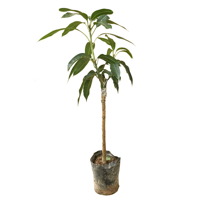芒果树果苗嫁接苗大号四季红贵妃大青芒海南桂七金煌芒果苗树南方