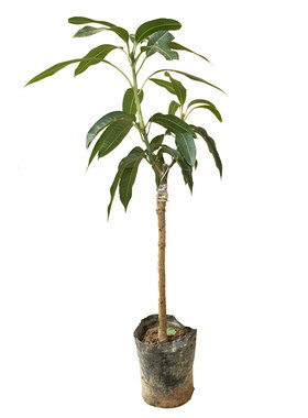 芒果树果苗嫁接苗大号四季红贵妃