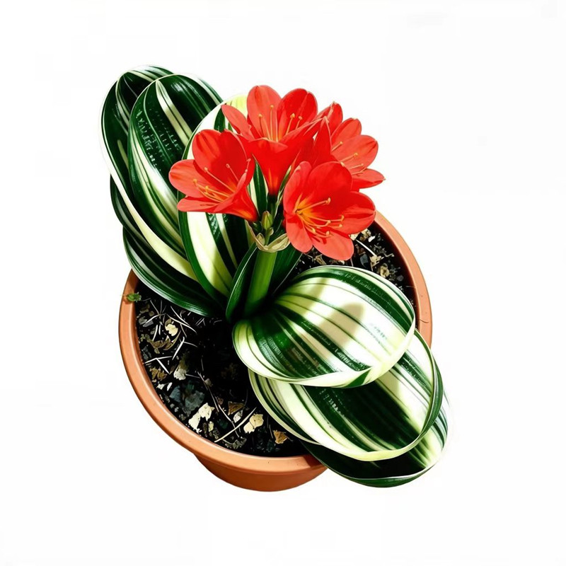 一芳珍珠彩宽短圆叶金丝绿植好养