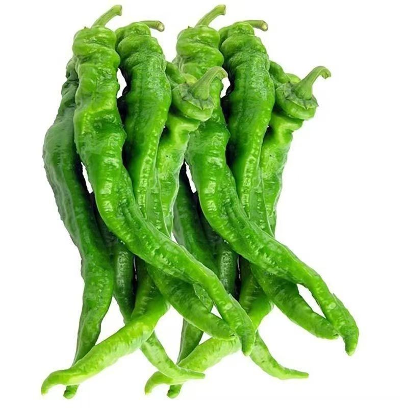 现摘新鲜螺丝椒陇椒薄皮中辣蔬菜
