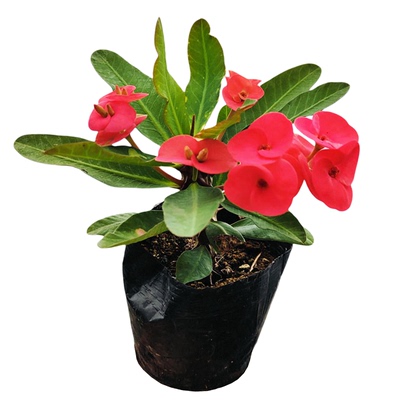 稀有品种伯爵红大叶大花虎刺梅