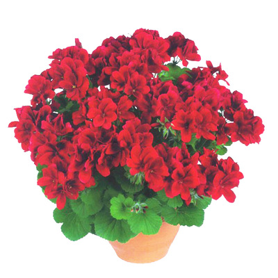 天竺葵盆栽花苗室内阳台好养花卉