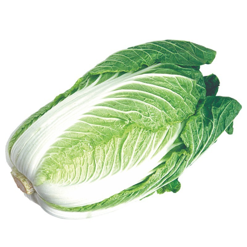 秋播娃娃菜种子山东大白菜种籽四季黄心白菜籽