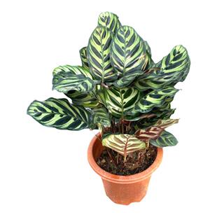 大孔雀竹芋盆栽猫眼彩叶植物室内桌面客厅耐旱花卉四季常青易养护