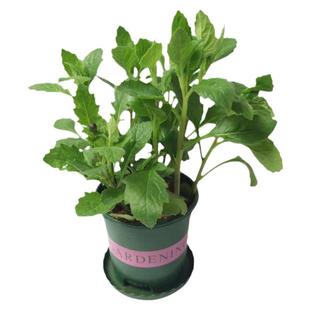 漳州片仔癀草苗养生植物盆栽可食用榨汁煮汤白凤菜多年生泡茶饮品