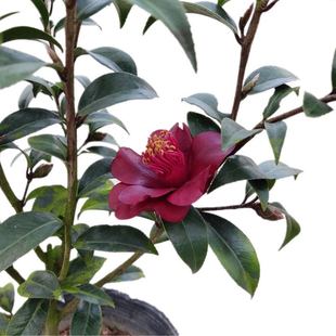 【正宗】黑骑士茶花带花苞名贵稀有进口品种嫁接树苗盆栽庭院绿植