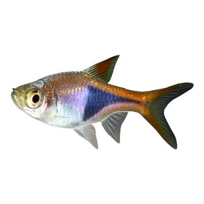 三角灯鱼淡水热带鱼观赏鱼群游