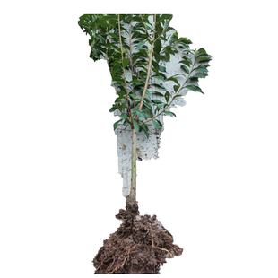 蜂糖李子树苗贵州六马正宗峰糖果树苗新品种三华李果树果苗南北方