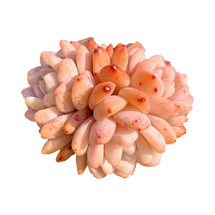 叶植庭【橙梦露/雪天使/星影/橙子】一物一拍昆明-1