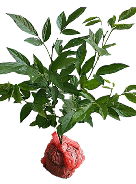 小槐花潮汕仙草树苗带土带盆发货
