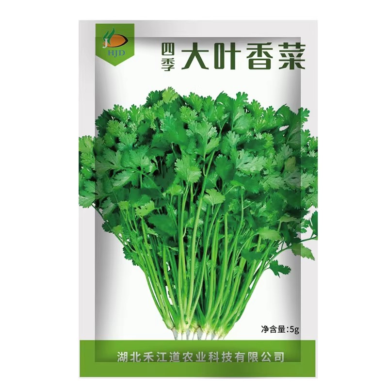 四季香菜种子阳台盆栽速生种植