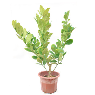 香水柠檬苗 阳台室内盆栽柠檬 果树苗 水果树苗当年结果 带果发货