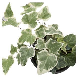 雪莹常春藤盆栽吊兰植物室内好养垂吊绿植长青藤锦化观叶吊篮悬挂