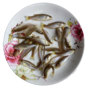 优质鲈鱼苗十公分加州鲈鱼苗路亚苗大口黑鲈鱼苗冷水淡水养殖鱼苗