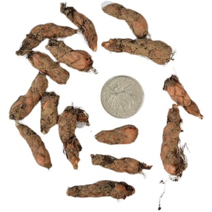 紫叶酢浆草种球多年生盆栽紫蝴蝶开花植物红花醋浆草四季花卉种子