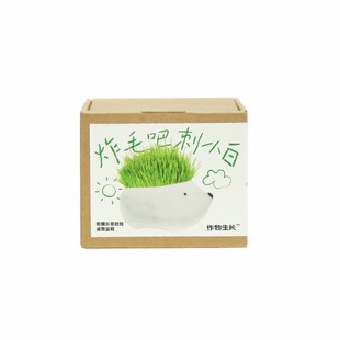 作物生长炸毛刺小白刺猬长草娃娃创意种植盆栽礼物桌面懒人植物