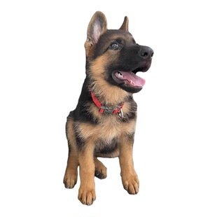纯种德牧活体幼犬军犬警犬看家护院大狼狗德国牧羊犬公犬母犬马犬