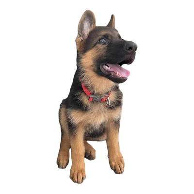 纯种德牧活体幼犬军犬警犬看家护院大狼狗德国牧羊犬公犬母犬马犬